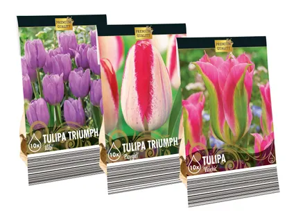 Holländische Blumenzwiebel-Highlights
