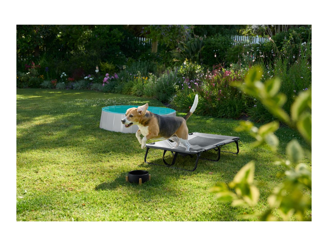 A beagle jumps onto a raised dog bed in a garden with a dog pool and bowl.