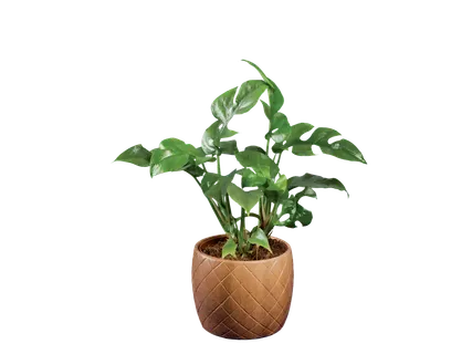 Plante verzi în ghiveci ceramic