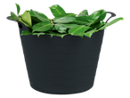 Folhas verdes em um balde de plástico cinza escuro.