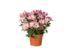 Een gepotte plant met mooie, tweekleurige chrysantenbloemen.