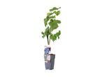 A young Regent grapevine in a gray pot, ready for planting.