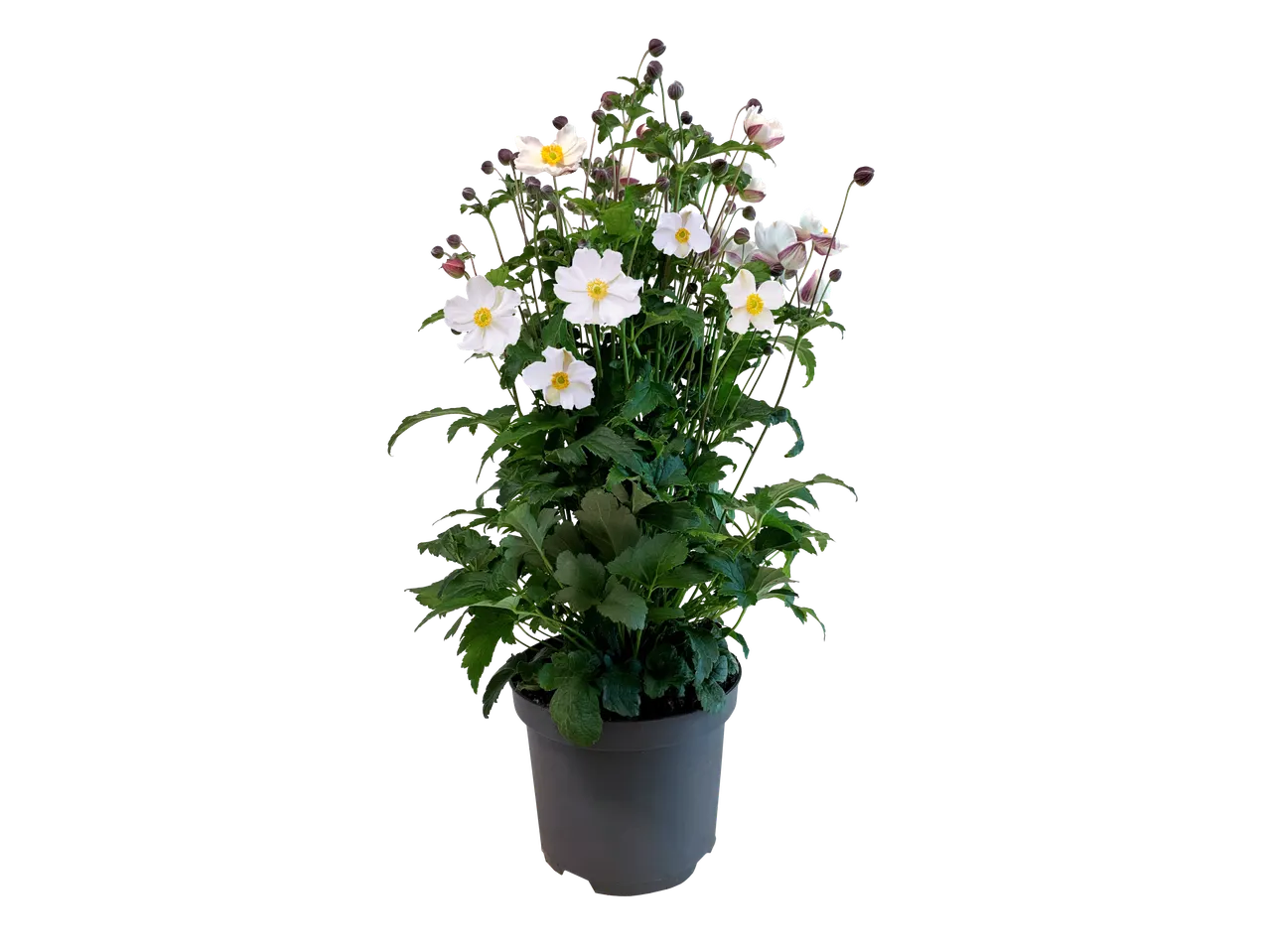 Herfst-anemoon in pot met witte bloemen en knoppen