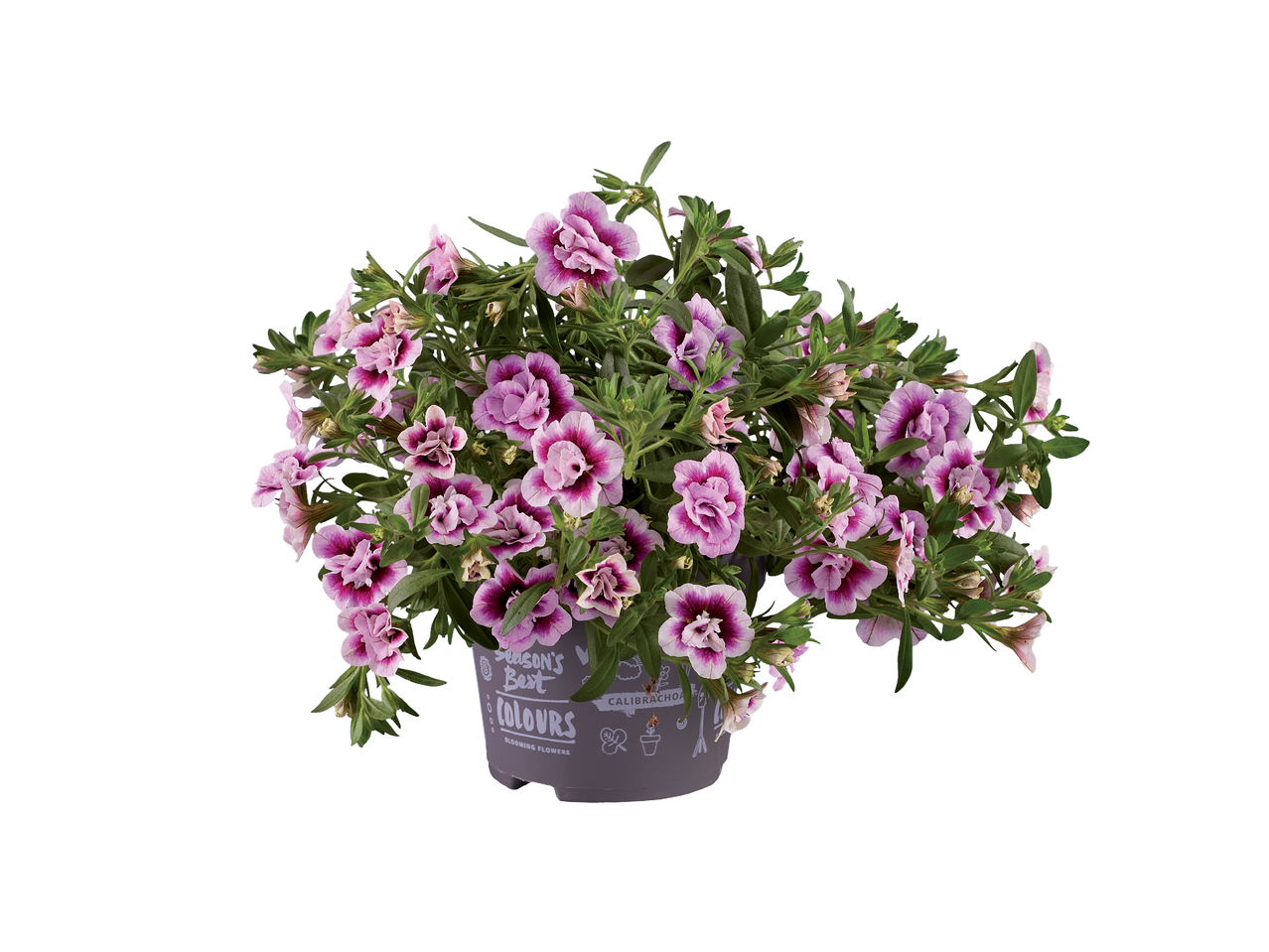 Саксия с цъфтящи калибрахое в лилави и розови нюанси, с надпис „Season's Best Colours“.