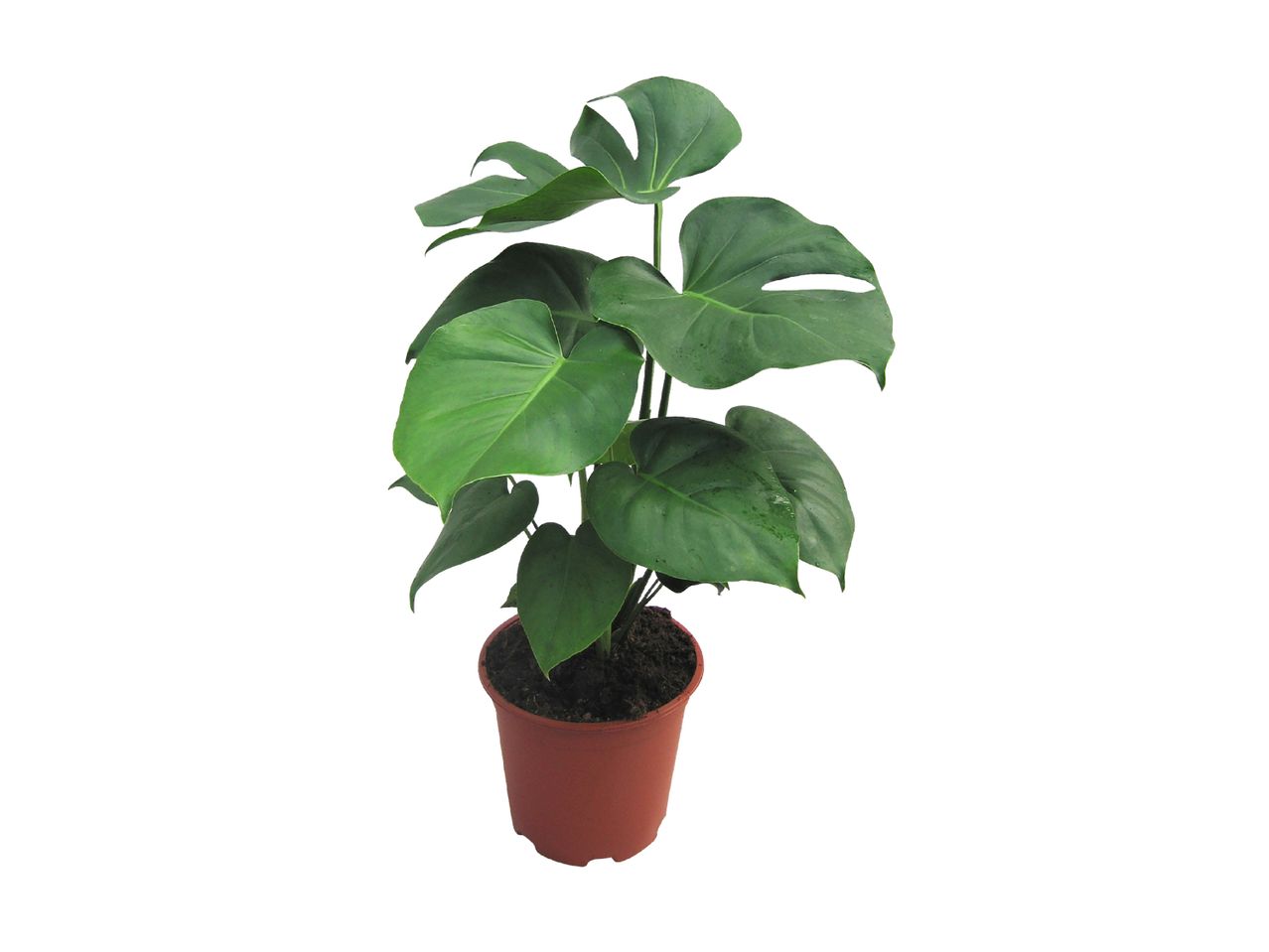En ung Monstera deliciosa plante i en terracotta potte.