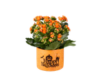 Orange Kalanchoe plant in a Halloween-themed pot with 'Happy Halloween' text.