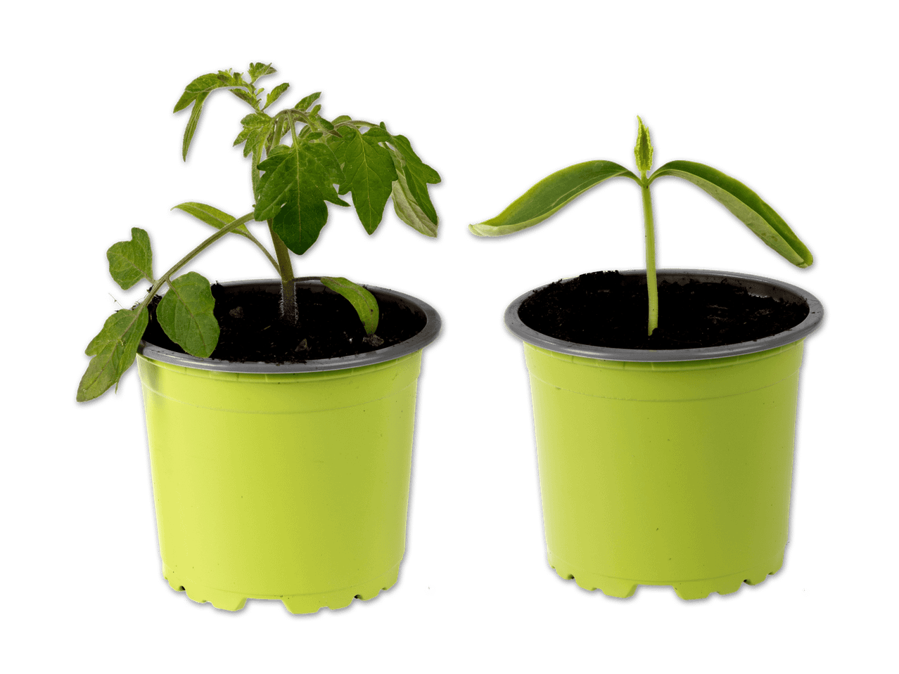 Zwei grüne Pflanztöpfe mit jungen Pflanzen, eine Tomatenpflanze und ein Keimling.