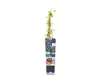 Blackcurrant 'Titania' plant in pot.