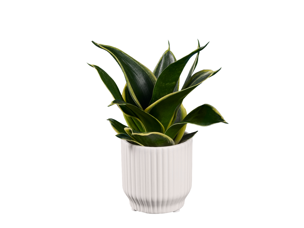 Uma Sansevieria trifasciata em um vaso branco sobre fundo preto.