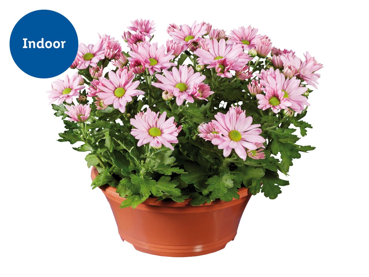 Indoor pink chrysanthemums in a brown pot