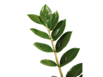 Ramo com folhas verdes brilhantes, isolado em fundo preto.