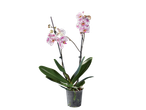 Phalaenopsis orchid in pot, white and purple flowers.