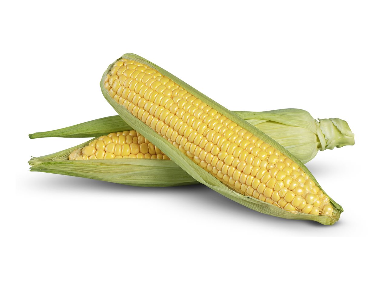 Two fresh ears of corn with husks partially peeled back, on a white background.