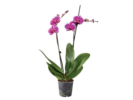 2 Stem Orchid