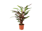 Calathea plant in pot, groene en roodbruine bladeren.