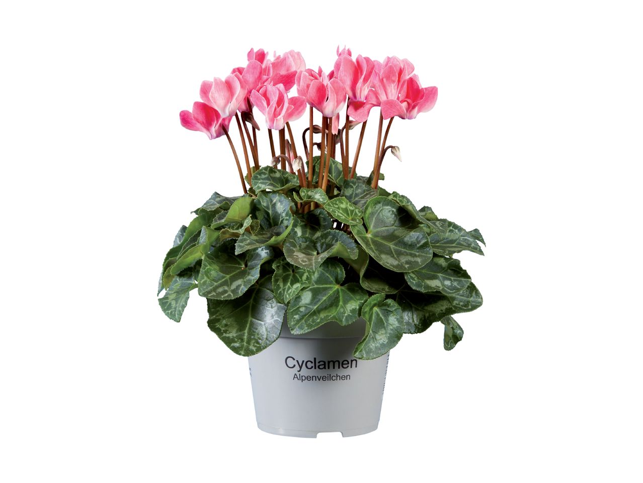 En potte med lyserøde cyklamenblomster og grønne blade, med teksten 'Cyclamen Alpenveilchen' på potten.