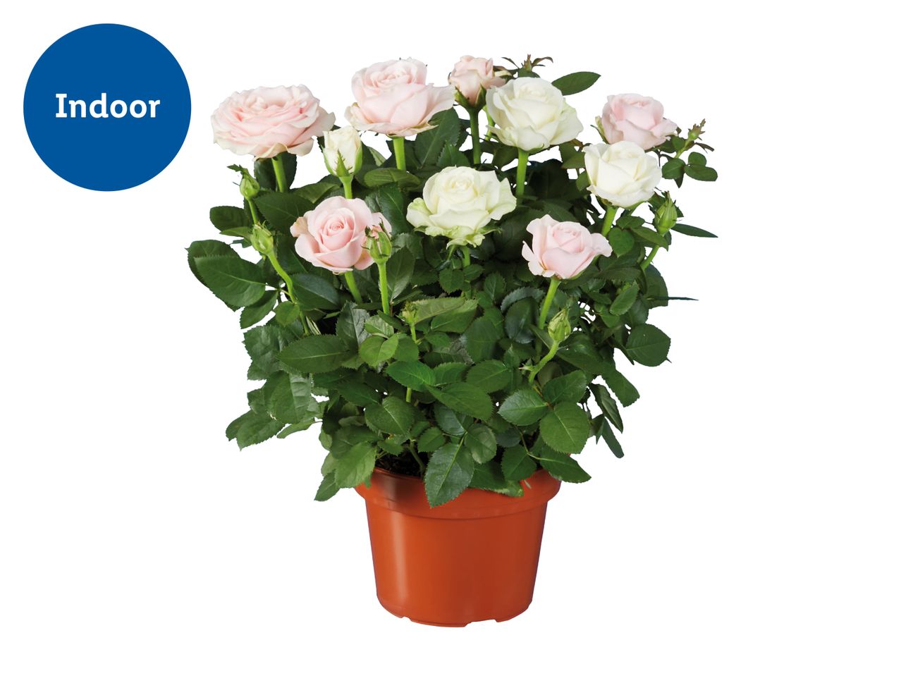 Potted indoor rose plant with pink and white blooms, labeled 'Indoor'.