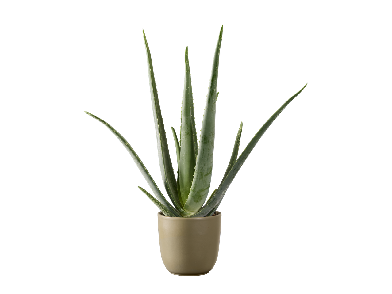 Biljka aloe vere u sivoj saksiji, izolovana na crnoj pozadini.