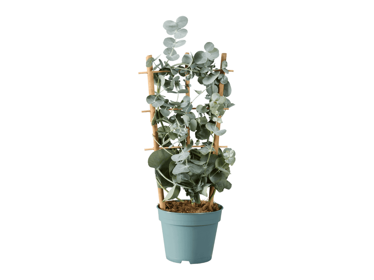 Eukalyptus-köynnöskasvi ruukussa, jossa on puinen säleikkö mustalla taustalla.