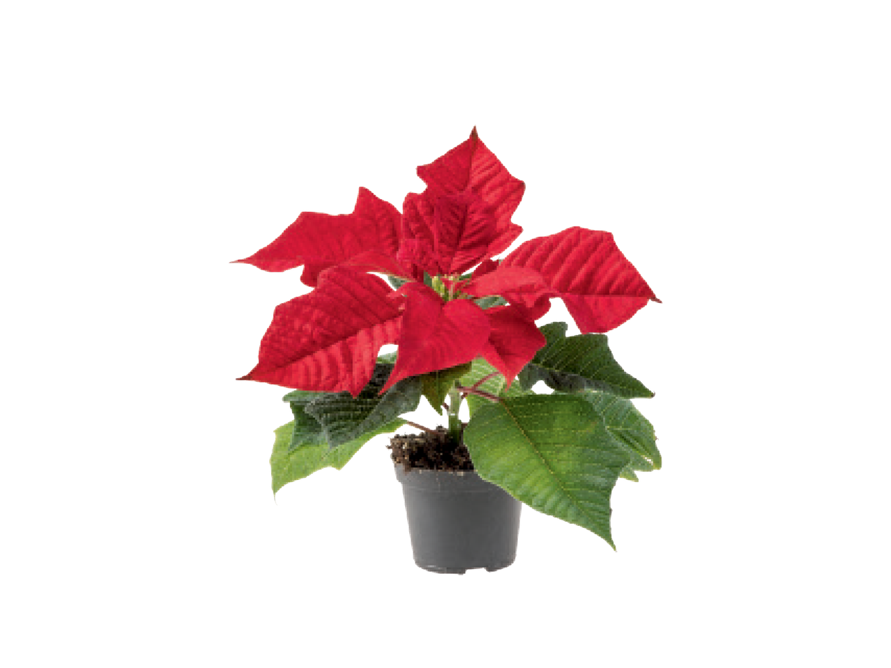 Raudona puansetija juodame fone