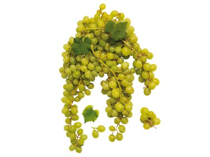 Bio fehérszőlő