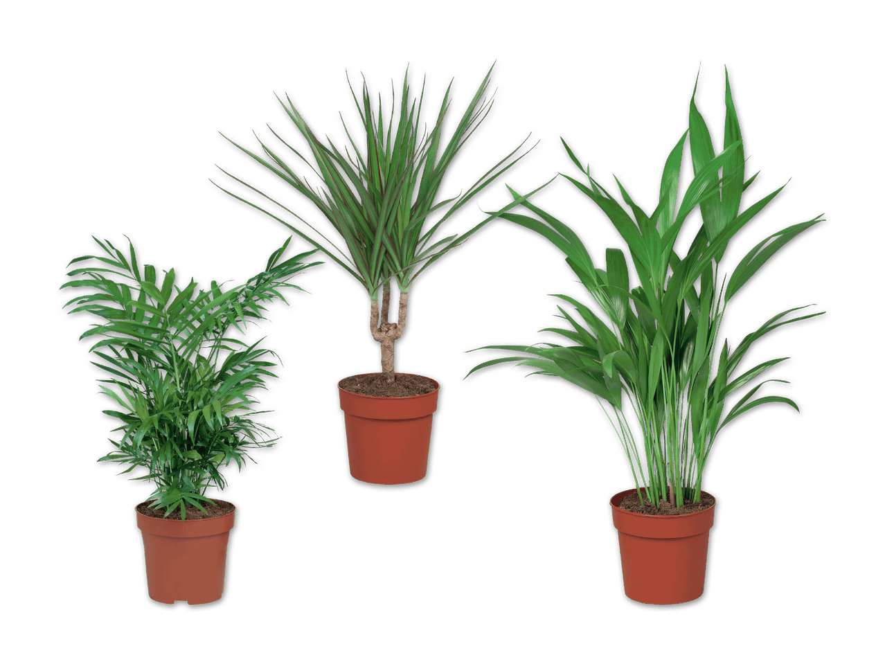 Drei verschiedene Topfpflanzen: eine Zwergpalme, ein Drachenbaum und eine Areca-Palme.