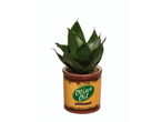 Sansevieria em vaso com design de lata de azeite.