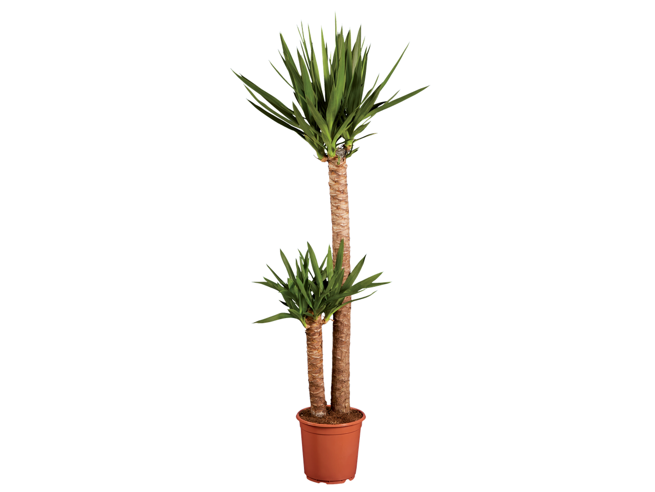 Large Yucca plant with two trunks and green leaves in a brown pot.