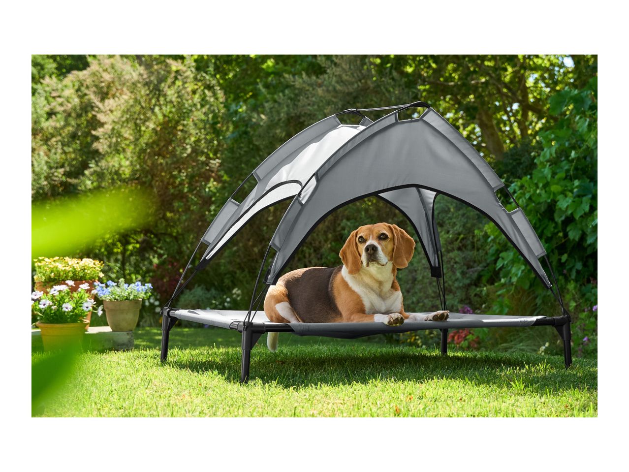 Beagle dog resting on a raised dog bed with a sun canopy in a garden.
