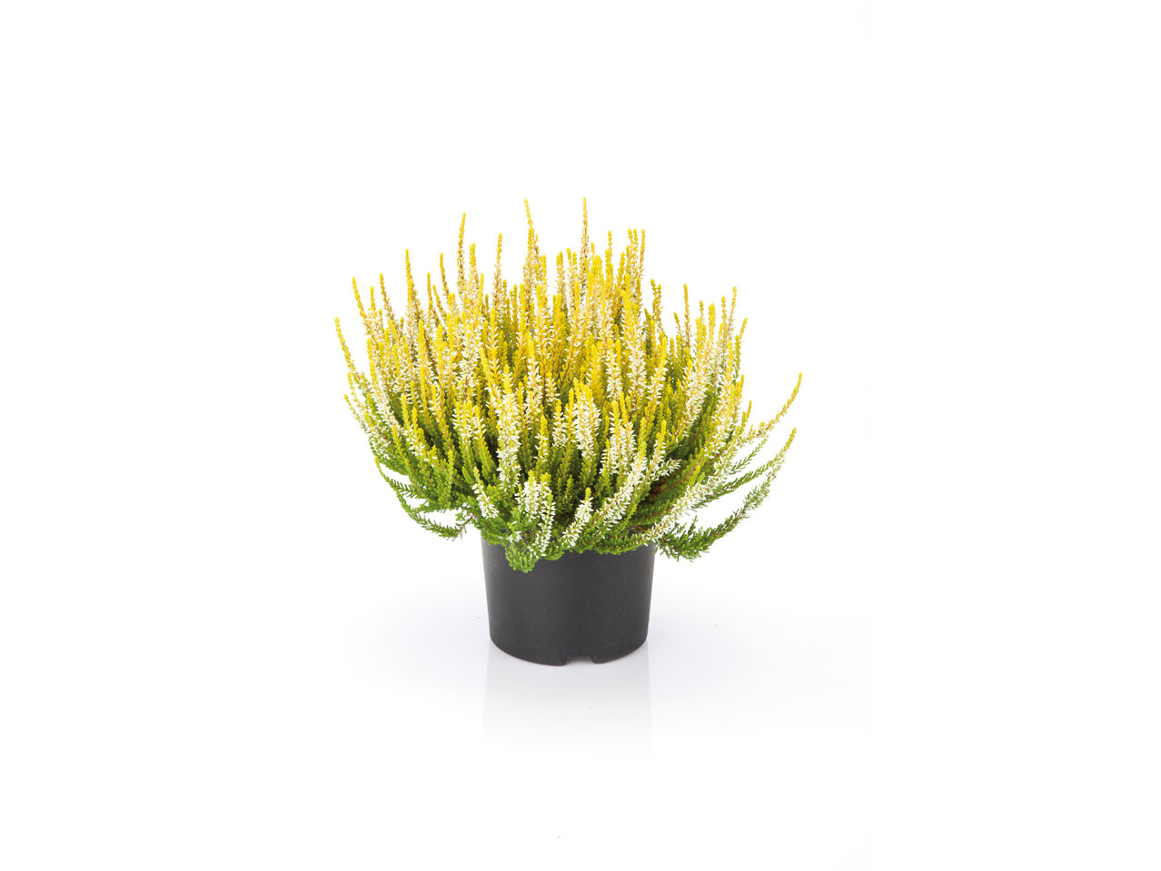 Extra Large Heather plant with yellow and white flowers in a black pot