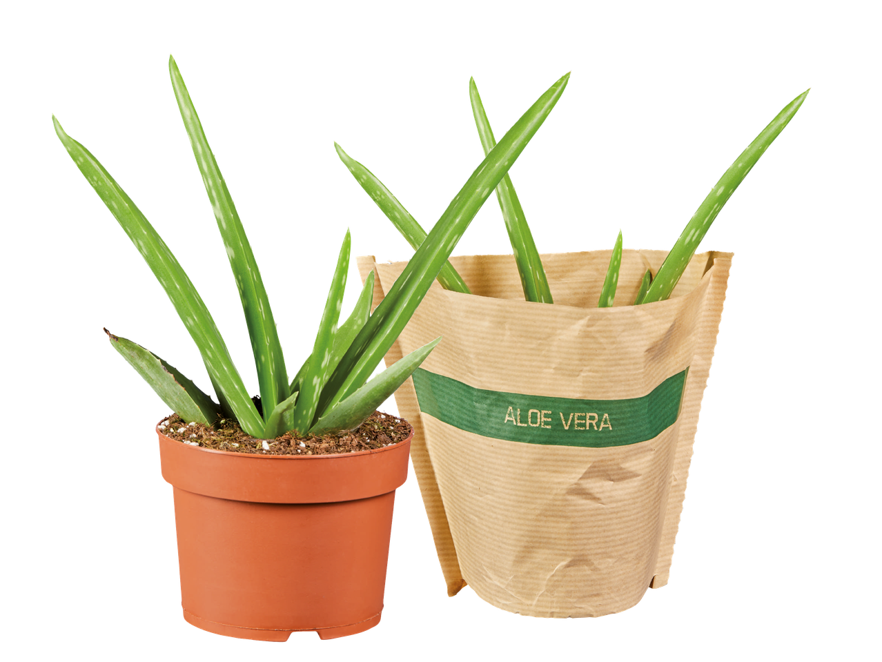 Två krukväxter med Aloe Vera.
