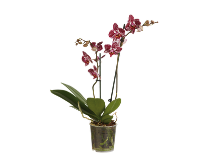 Phalenopsis multifloră