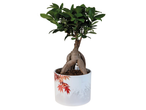 Bonsai in een pot met een ontwerp van esdoornbladeren en bergen.