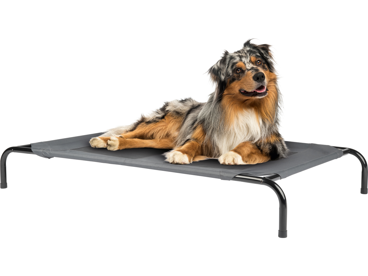Zoofari Dog Bed with a merle Australian Shepherd lying on it