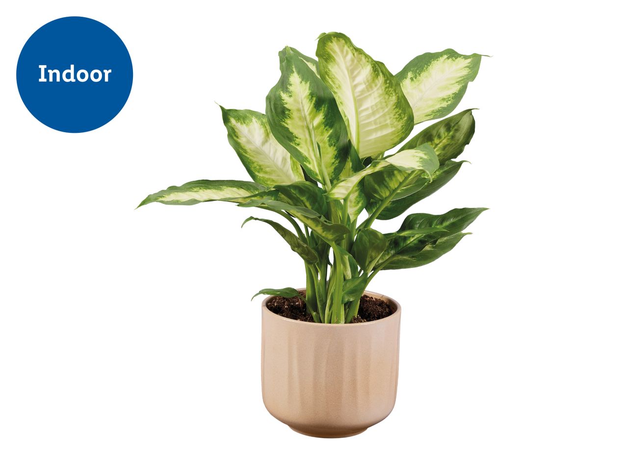 Indoor plant with variegated green and white leaves in a light brown pot.