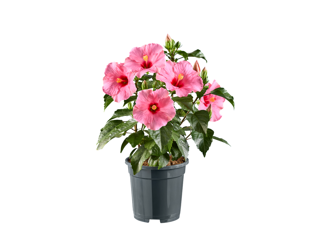 Une plante en pot avec des fleurs d'hibiscus roses.