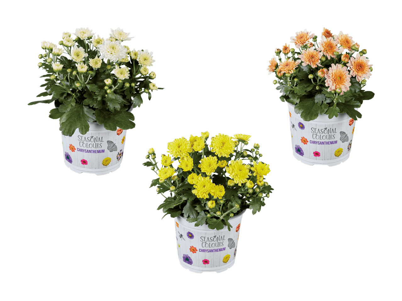 Tre vasi di crisantemi in fiore nei colori bianco, giallo e arancione.