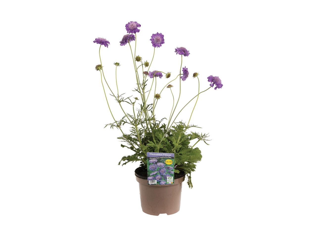A potted Scabiosa 'Butterfly Blue' plant with lavender-blue flowers.