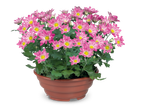 Een pot met roze chrysanten met gele centra op een zwarte achtergrond.