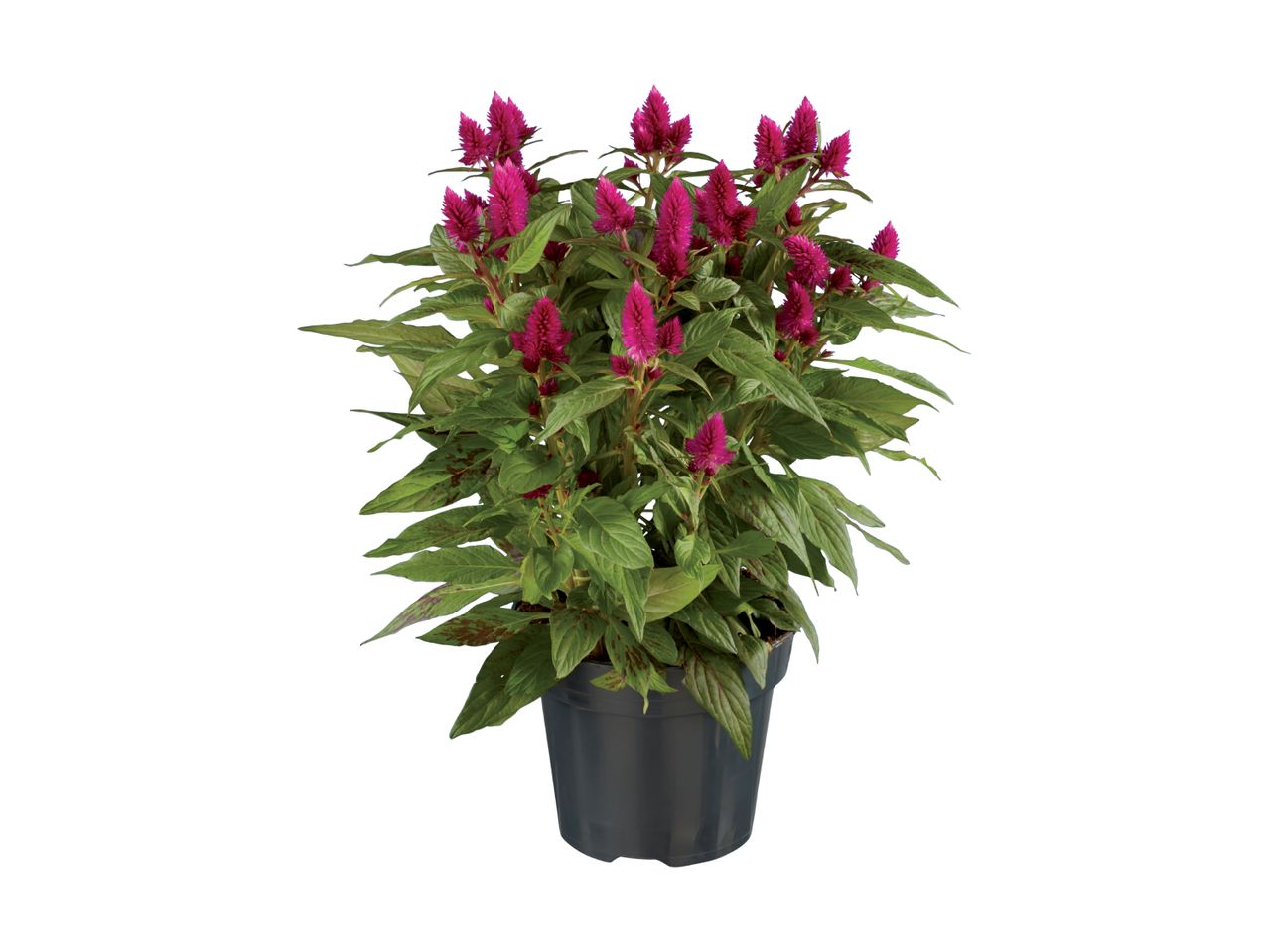 En potteplante med mørkerøde blomster.