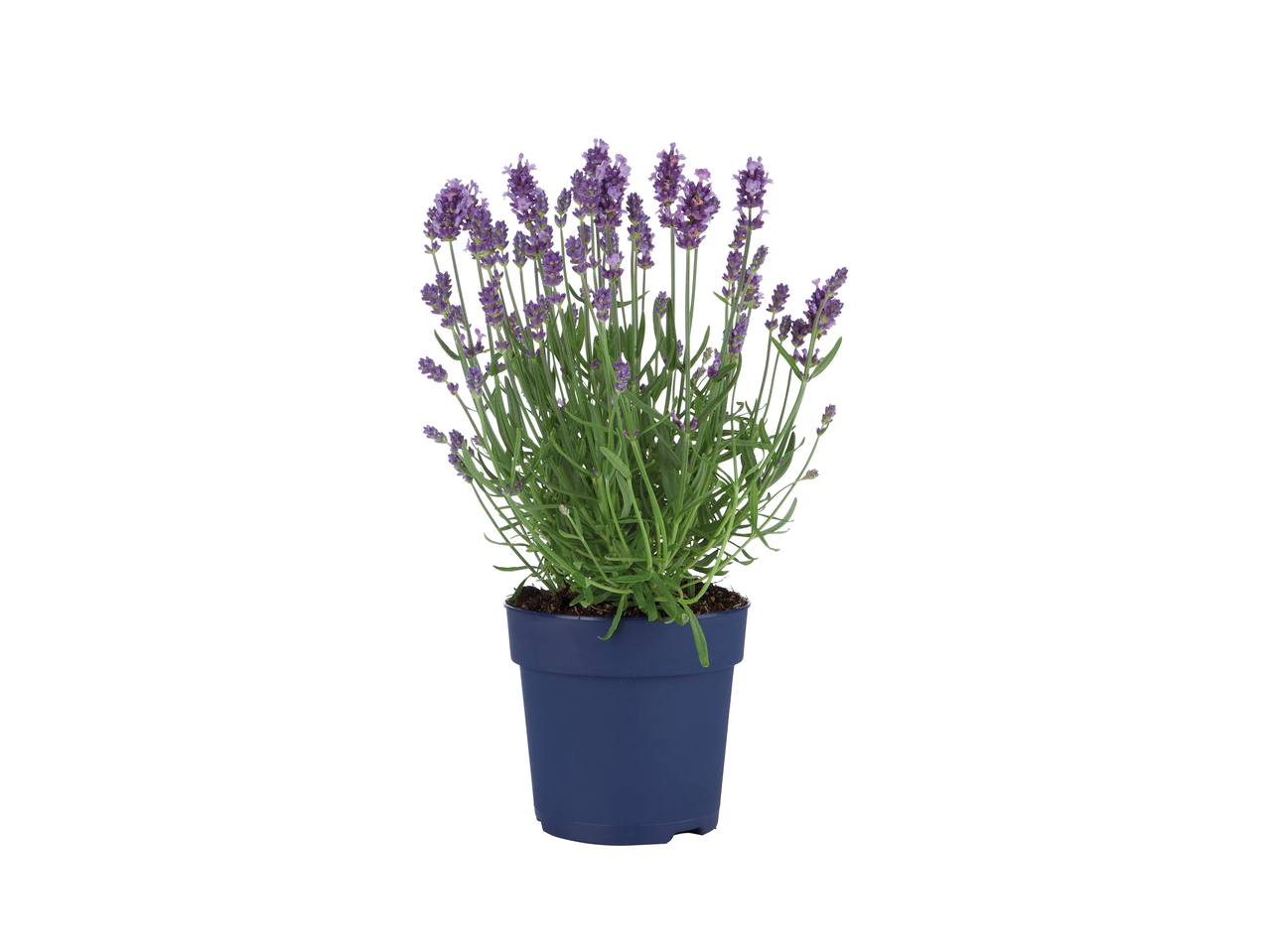 Lavendelplant in een blauwe pot