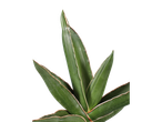 Sansevieria com listras brancas nas folhas.