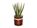 A snake plant in a brown and white flour-themed ceramic pot.