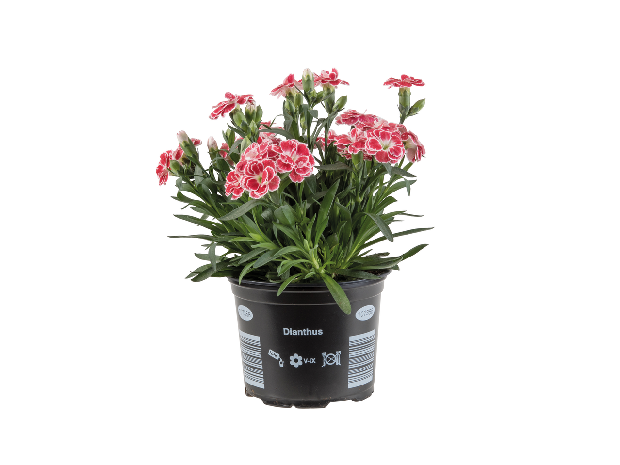 Dianthus augalas juodame vazone.