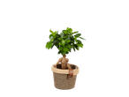 Bonsai de ficus em vaso de vime.