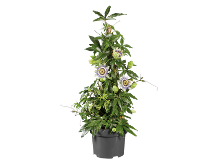 Passiflore pyramide