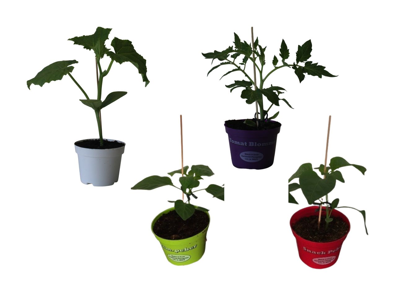 Fire små planter i potter: en agurk, en tomat og to snackpeberplanter.