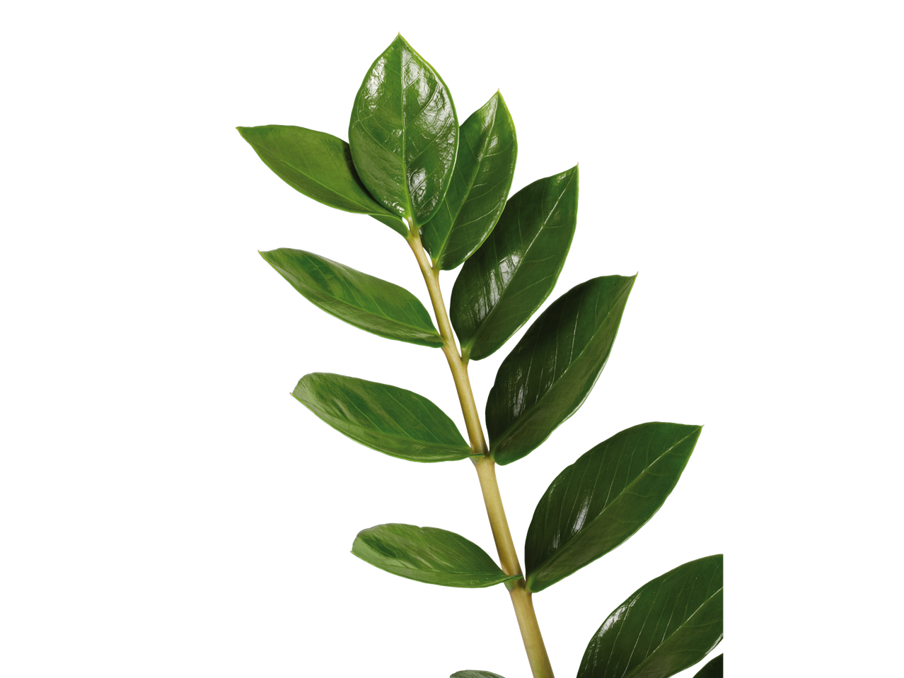 Ramo com folhas verdes brilhantes, isolado em fundo preto.