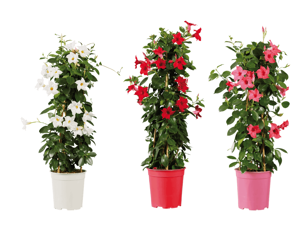 Drei Topfpflanzen mit Mandevilla-Blüten in Weiß, Rot und Rosa.