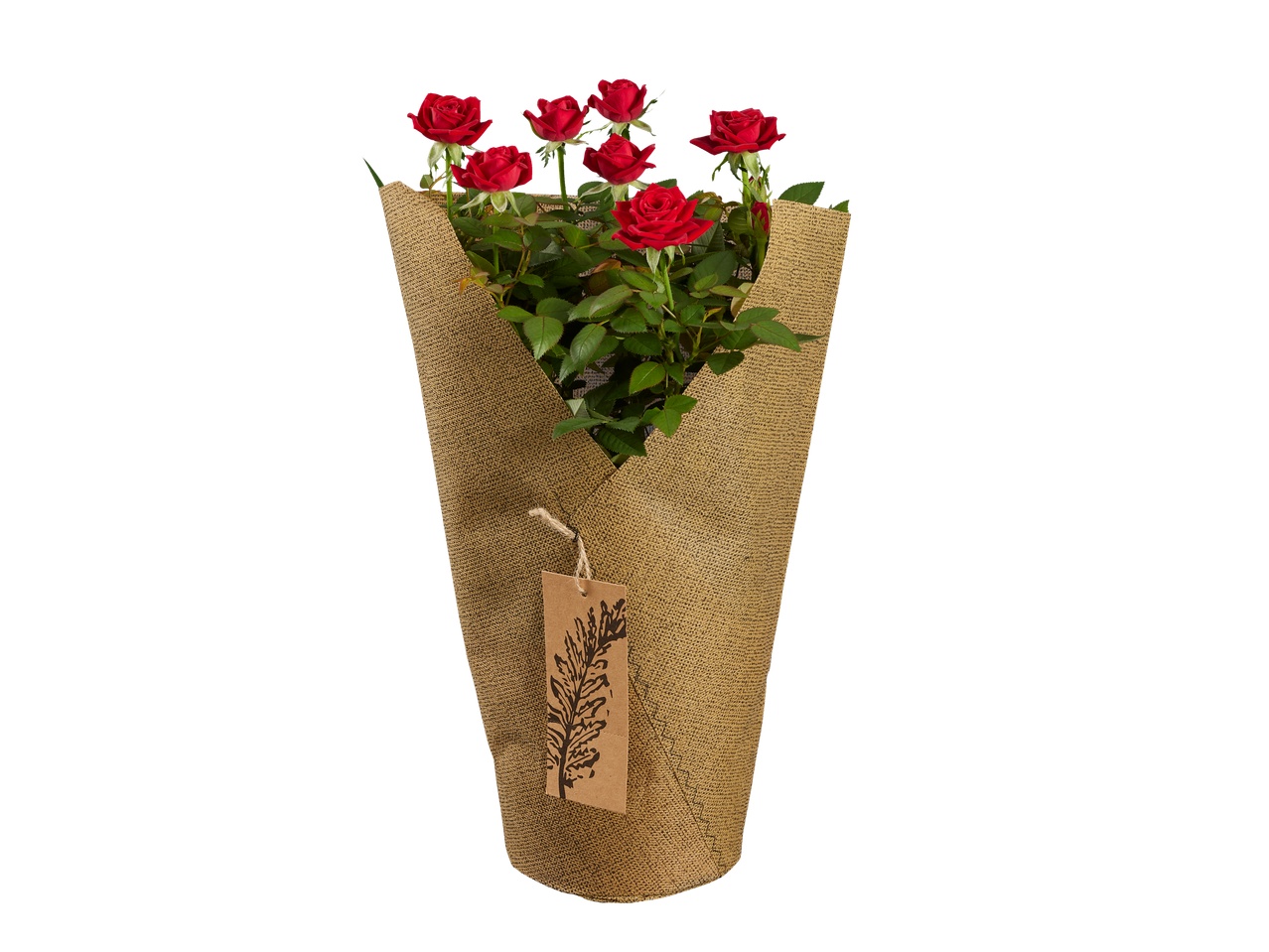 Potted red roses in a burlap sleeve with a decorative tag.